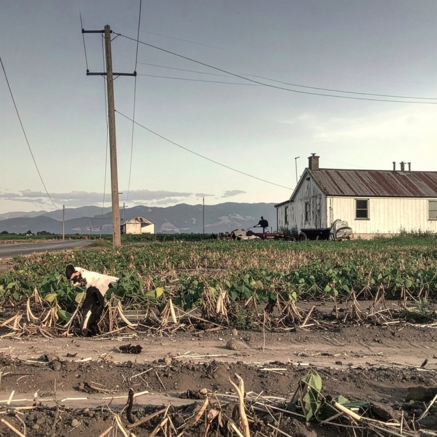 C'est la fin des haricots, tableau 09 des MoliAires par Alban Desbarax